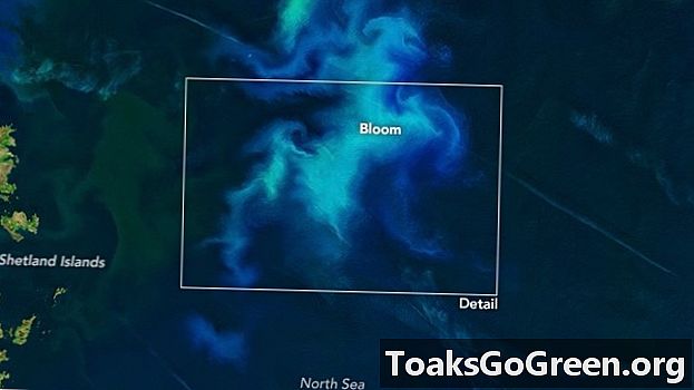 Planteplankton blomstrer i Nordsjøen