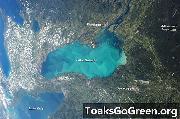 Fioritura del plancton sul lago Ontario