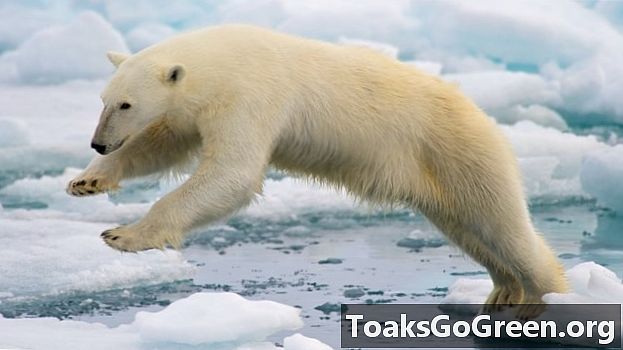 ホッキョクグマの最大の脅威は氷の損失です