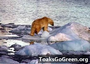 Kutup ayıları iklim gösterisinde boz ayılara kaybedeceği tahmin ediliyor