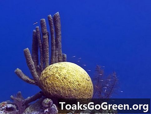 Velké korálové ztráty, které se projevily na některých karibských útesech