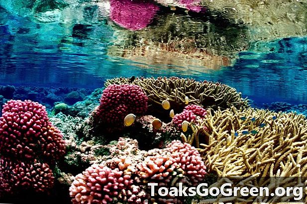 Poluição retarda crescimento de recife de coral