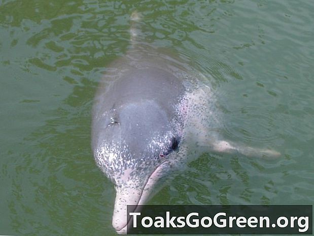 El rar dofí blanc xinès arriba al banc d'ADN