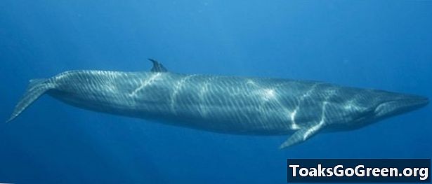 קטעים נדירים של לווייתני הברייד הניזונים