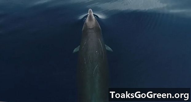 稀有鲸鱼在澳大利亚附近首次拍摄