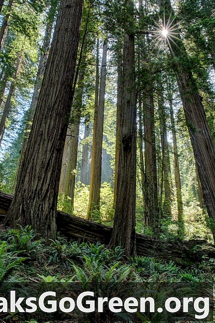 Redwood do recife é o animal de vida mais longa