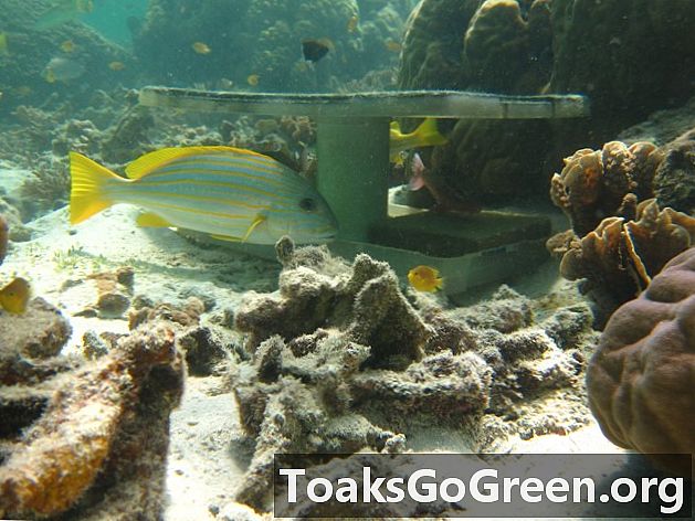 Reefcam visar favoritstorlekar för stora fiskar