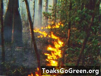 Tutkijat linkittävät lämpenemisen valtameren Amazonin tulipaloihin
