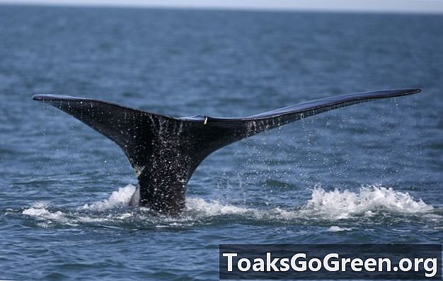 Las ballenas francas obtienen cierta protección de los barcos.