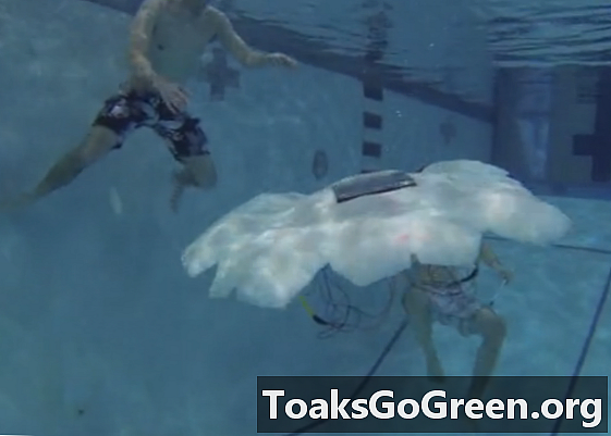 Robotiskā medūza kādu dienu varētu patrulēt okeānos, notīrīt naftas noplūdes un noteikt piesārņotājus