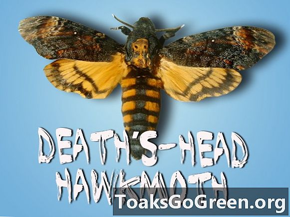 Si hei til death's head hawkmoth