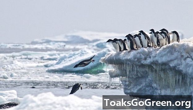 Vědci objevují supercolony 1,5 milionu tučňáků
