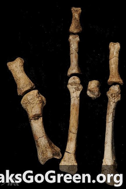 Los científicos dicen que el fósil del pie confirma que dos especies ancestrales humanas coexistieron