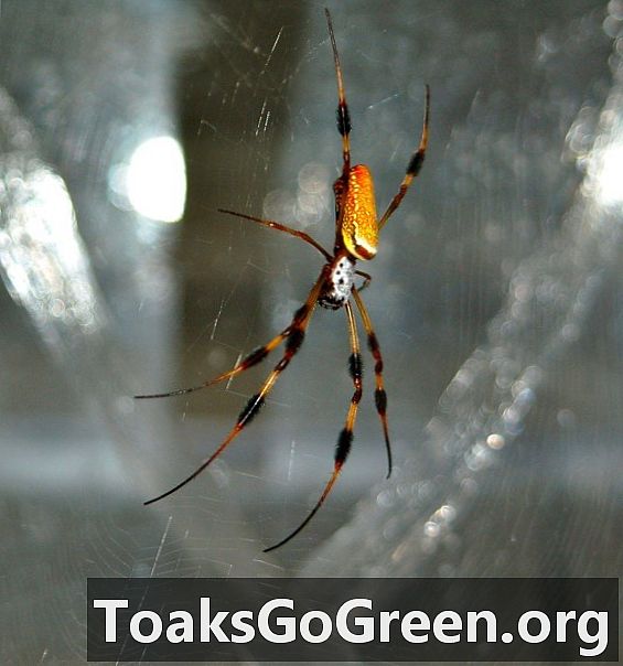 科学者がクモの糸の謎を解き明かす