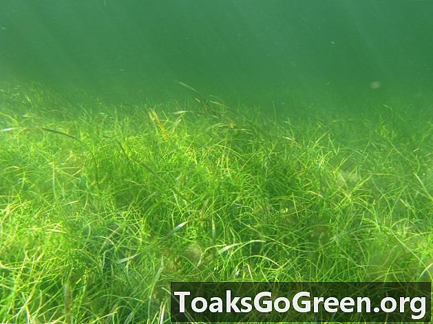 Rumput laut boleh menyimpan sebanyak karbon sebagai hutan