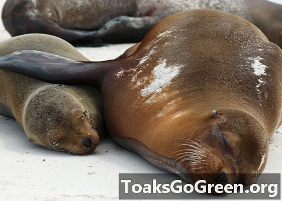 Тюлени спят только с половиной своего мозга за один раз, говорится в исследовании