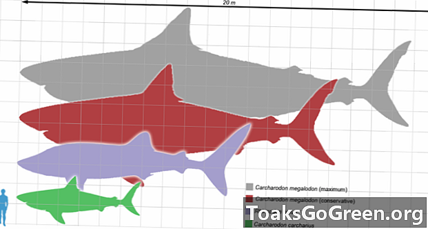 هجوم القرش المحفوظة في عظم الحوت الأحفوري