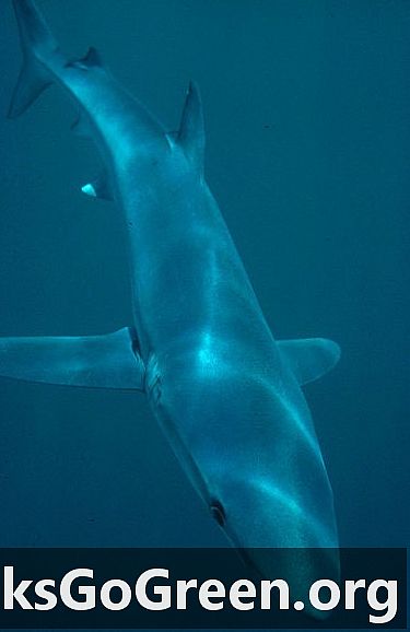 Чорба од морских паса крива за пад плаве морске псе