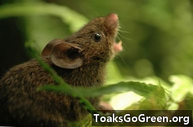 Spievajúce myši sa potýkajú s malými serenádami