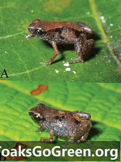 צפרדעים הקטנות ביותר בעולם שנמצאות בגינאה החדשה