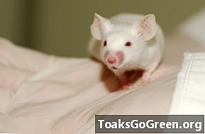 Undersøgelse viser, at stop af et enzym kan bremse multipel sklerose hos mus - Andet