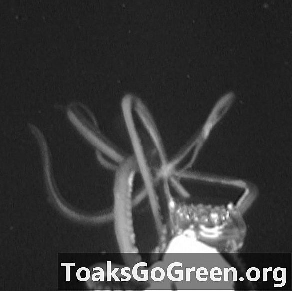 Video súper raro de calamar gigante en aguas de EE. UU.