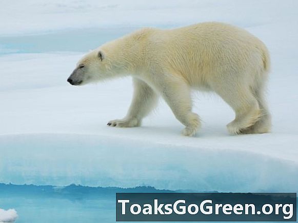 Svenas Lindbladas: Pasaulinei bendruomenei reikalinga Arkties aplinka