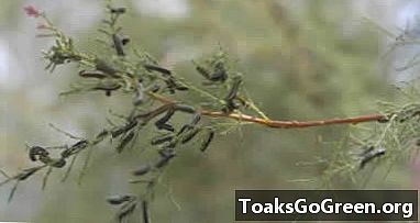 Kumbang daun Tamarisk bekerja di sepanjang Sungai Colorado