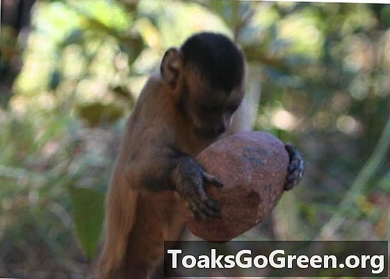 Проверьте свои праздничные навыки по взлому орехов у диких обезьян
