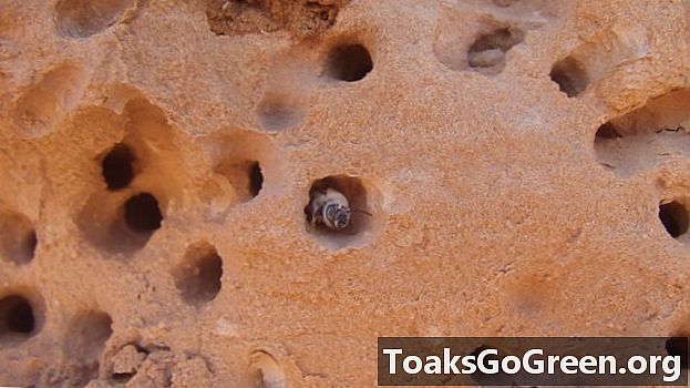 Tyto včely hnízdí v pískovci
