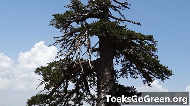 Questo è l'albero vivente più antico d'Europa