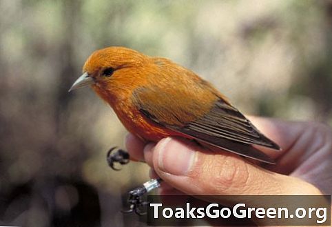 Drei gefährdete hawaiianische Vögel, die Anzeichen einer Erholung zeigen