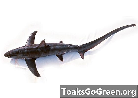 Thresher köpekbalıkları av avlamak için güçlü kuyruk tokatları kullanır