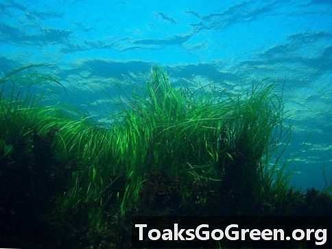 Piccoli crostacei svolgono un ruolo importante nella protezione dei letti di alghe