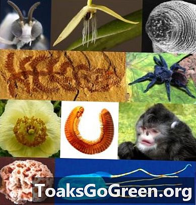 Teratas 10 spesies baru 2012