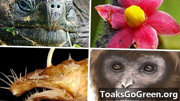 Top 10 specii noi din 2016