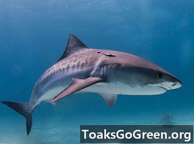 Ang data ng pagsubaybay ay nagpapakita ng paglilipat ng tiger shark sa Hawaii