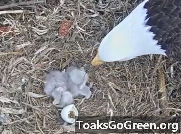 在Decorah Eagle Cam孵化了两个鸡蛋，还有一个要孵化