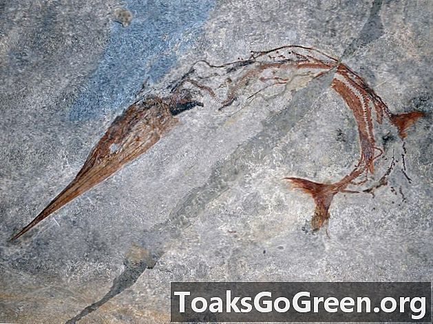 Unikāls mugurkauls, kas atrodams 240 miljonus gadu vecā zivju fosilijā