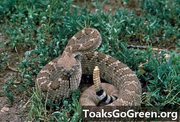 Les morsures de serpent venimeux peuvent être douloureuses et coûteuses, déclare un expert de Texas A & M