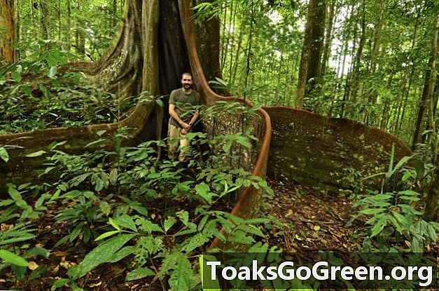 Video và hình ảnh: Đa dạng sinh học phong phú trong rừng nhiệt đới Nam Mỹ
