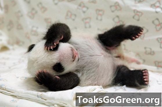 Videó: A baba panda először találkozik anyukával