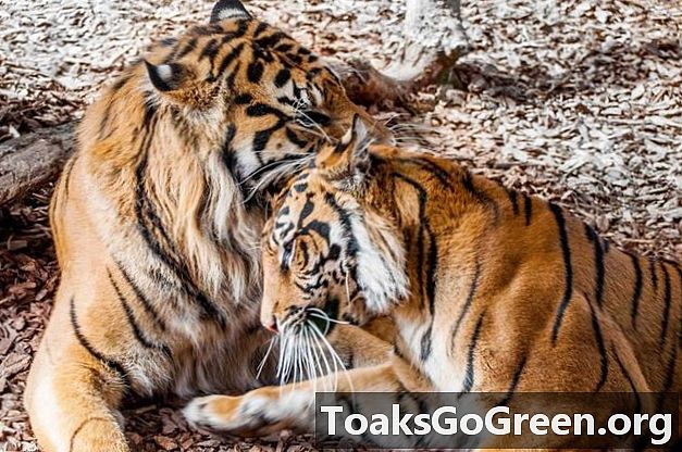 Video: Ang unang tigre cub ng London Zoo sa pagsilang sa 17 taon