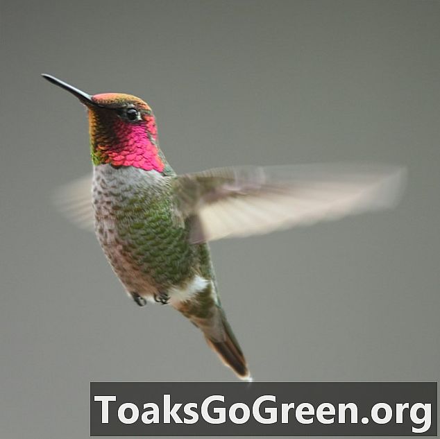 Vaizdo įraše parodyta, kaip kolibriai dainuoja su uodegos plunksnomis