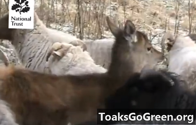 Video: Jelen, ktorý si myslí, že je to ovca