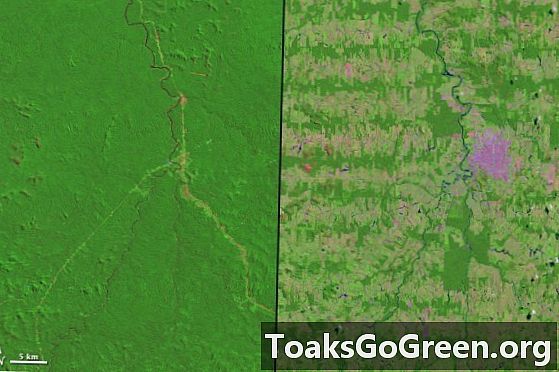 Вид из космоса: вырубка лесов Амазонки с 1975 по 2012 год