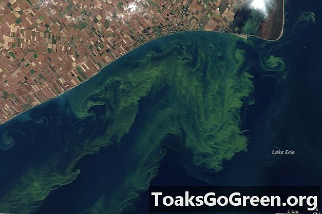 נוף מהחלל: אצות רעילות פורחות באגם אריה