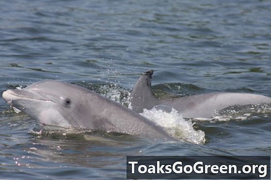 Delfiny zabijające wirusy, a teraz wieloryby, wzdłuż wschodniego wybrzeża USA