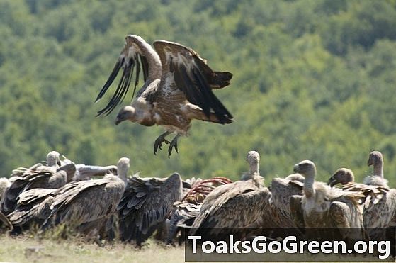 Gli avvoltoi in cerca di cibo in lungo e in largo affrontano un futuro velenoso