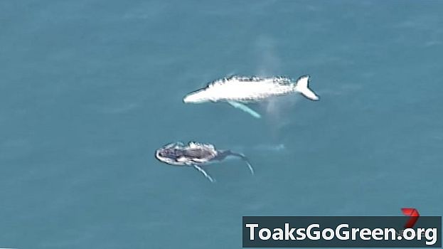 Els vigilants espionen una balena blanca rara Migaloo